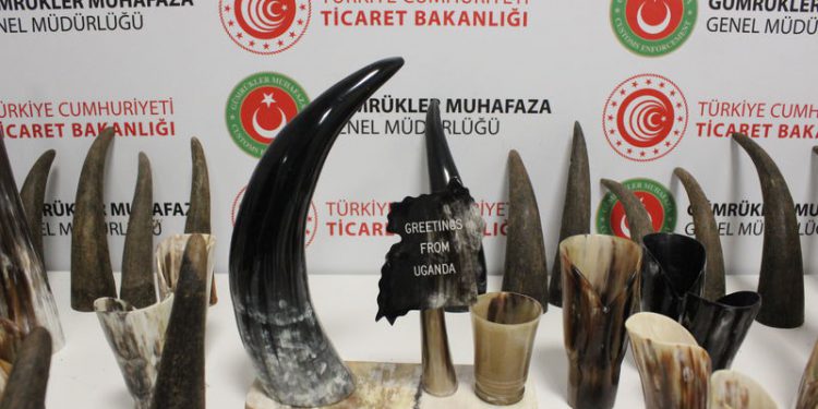 İstanbul Havalimanı’nda bufalo boynuzu ele geçirildi