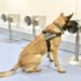 K9 polis köpekleri PCR testlerini hızlandırıyor