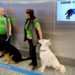Koronalı yolcuları eğitimli köpekler tespit edecek