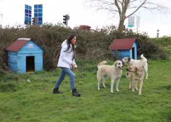 THY kabin memuru sokak hayvanlarına yuva kuruyor