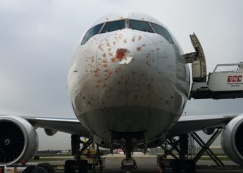 THY kargo uçağı kuş sürüsünde hasar aldı