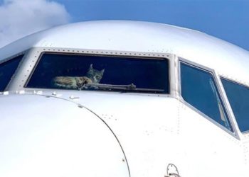 737 kokpitinde sıradışı misafir