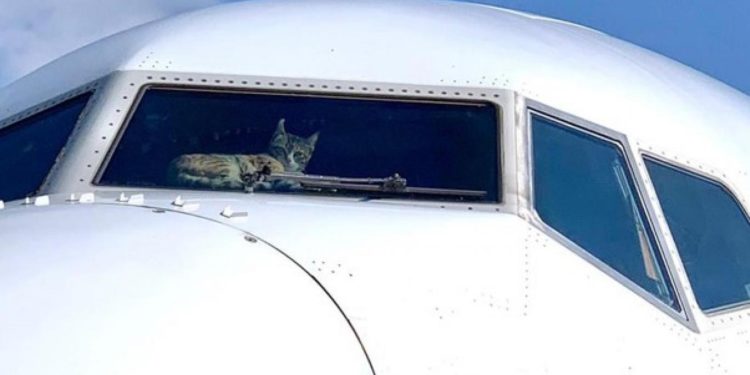 737 kokpitinde sıradışı misafir