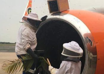 Havalimanlarında 5 ilginç hayvan istilası