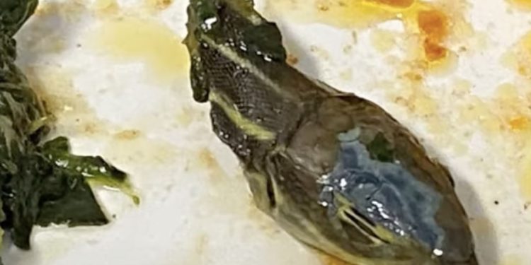 SunExpress’in cimriliği yemekten yılan kafası çıkarttı!