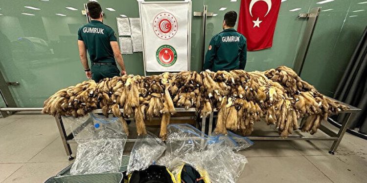 İstanbul Havalimanı’nda ele geçirildi: 1,5 milyon lira değerinde