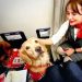 THY, can kurtaran köpekleri “business” koltuklarda uçurdu