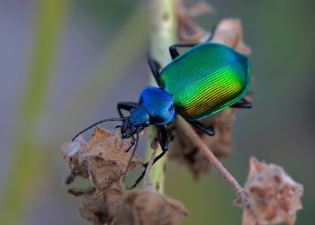 KKTC’de çam kese böceği istilası ve Türkiye’yi bekleyen tehlike