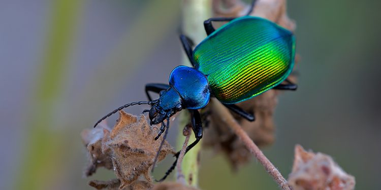KKTC’de çam kese böceği istilası ve Türkiye’yi bekleyen tehlike