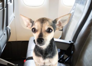 Evcil hayvanlar için uçak içi ikram: Vueling’den Avrupa’da bir ilk