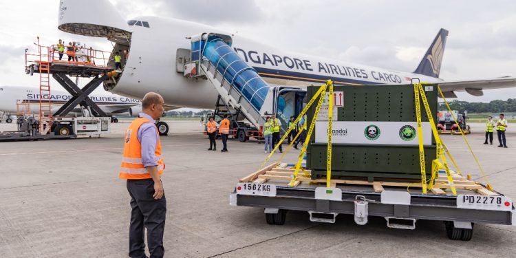 Dev panda yavrusunu Çin’e Singapur Havayolları taşıdı