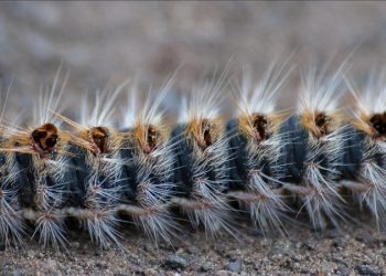 Fikri takip: Çam kese böceği İstilası