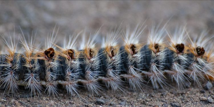 Fikri takip: Çam kese böceği İstilası