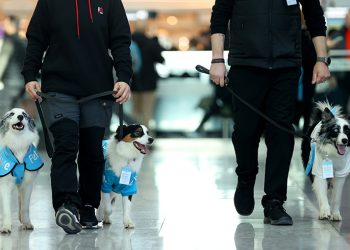 Güntay Şimşek’in önerisi gerçek oldu: Terapi köpekleri İstanbul Havalimanı’nda!