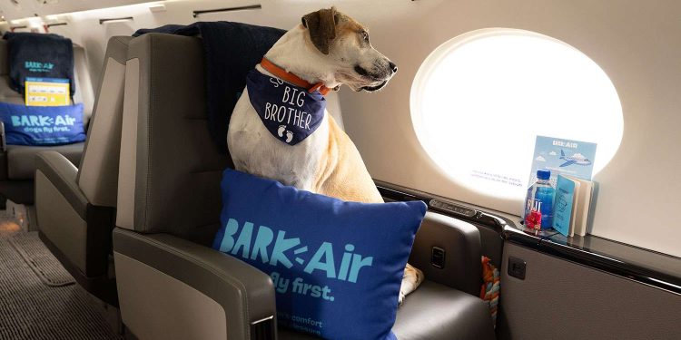 Köpeklere özel havayolu ilk seferini gerçekleştirdi