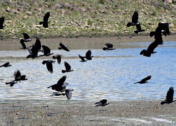 Asboğa Gölü kuş gözlemcilerine ev sahipliği yapıyor