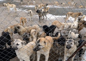 Öldürmesinler ama çare bulsunlar!