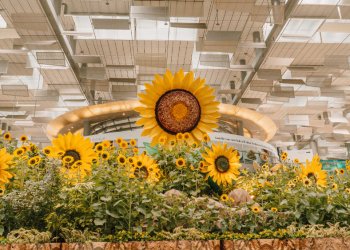 Singapur Changi’de dünyanın en büyük ayçiçeği sergisi açıldı
