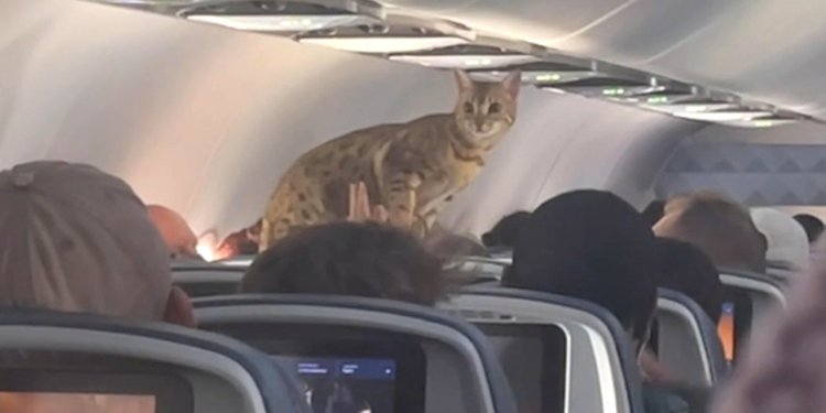 Uçuş operasyonunu riske sokan hayvanlar