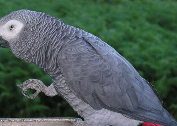 İstanbul Havalimanı’nda 309 papağana el kondu