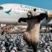Havalimanı Panda heykelleriyle doldu taştı