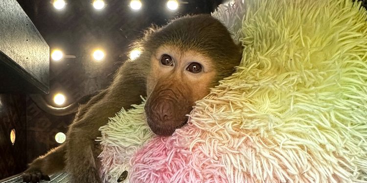 DHL’in 2025’teki en sıra dışı teslimatları açıklandı